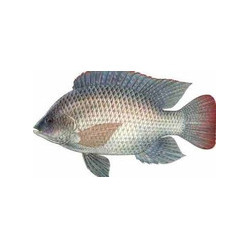 2000000001210_1