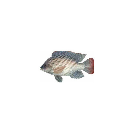 2000000001210_1